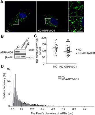 HPS6 Regulates the Biogenesis of Weibel–Palade Body in Endothelial Cells Through Trafficking v-ATPase to Its Limiting Membrane